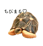チームたわし（個別スタンプ：16）