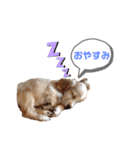 イングリッシュコッカースパニエル クリム（個別スタンプ：2）