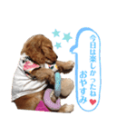 イングリッシュコッカースパニエル クリム（個別スタンプ：3）