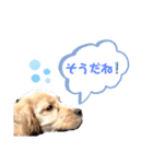 イングリッシュコッカースパニエル クリム（個別スタンプ：6）