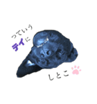 気ままな黒ラブ「セン」（個別スタンプ：1）