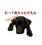 気ままな黒ラブ「セン」（個別スタンプ：3）