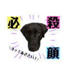 気ままな黒ラブ「セン」（個別スタンプ：7）