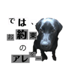 気ままな黒ラブ「セン」（個別スタンプ：13）