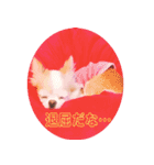 我が家のくーちゃん♡（個別スタンプ：8）
