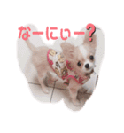我が家のくーちゃん♡（個別スタンプ：10）