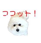 ここちゃんのスタンプ（個別スタンプ：4）