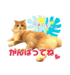 おともにゃちスタンプ⑩（個別スタンプ：5）
