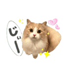 おともにゃちスタンプ⑩（個別スタンプ：13）