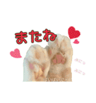 おともにゃちスタンプ⑩（個別スタンプ：14）