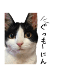 猫のひじき（個別スタンプ：1）