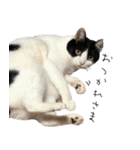 猫のひじき（個別スタンプ：2）