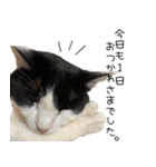 猫のひじき（個別スタンプ：3）