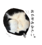 猫のひじき（個別スタンプ：5）