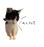 猫のひじき（個別スタンプ：7）