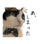 猫のひじき（個別スタンプ：8）