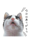 猫のひじき（個別スタンプ：11）