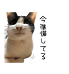 猫のひじき（個別スタンプ：12）