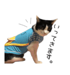 猫のひじき（個別スタンプ：13）