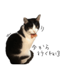 猫のひじき（個別スタンプ：14）