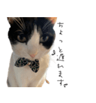 猫のひじき（個別スタンプ：15）