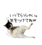 猫のひじき（個別スタンプ：16）