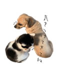 猫のひじき（個別スタンプ：17）