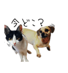 猫のひじき（個別スタンプ：18）