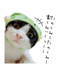 猫のひじき（個別スタンプ：19）