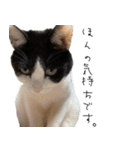 猫のひじき（個別スタンプ：21）