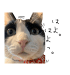 猫のひじき（個別スタンプ：22）