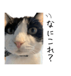 猫のひじき（個別スタンプ：23）