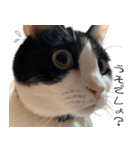 猫のひじき（個別スタンプ：24）