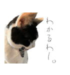 猫のひじき（個別スタンプ：28）