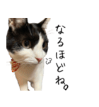 猫のひじき（個別スタンプ：29）