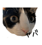 猫のひじき（個別スタンプ：31）