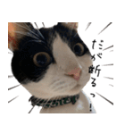 猫のひじき（個別スタンプ：32）