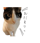猫のひじき（個別スタンプ：33）