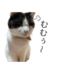 猫のひじき（個別スタンプ：35）