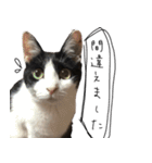 猫のひじき（個別スタンプ：36）