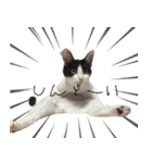 猫のひじき（個別スタンプ：37）