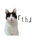 猫のひじき（個別スタンプ：40）