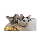 ねこすたんぷその2（個別スタンプ：1）