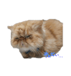 ねこすたんぷその2（個別スタンプ：2）