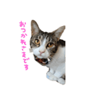 ねこすたんぷその2（個別スタンプ：3）