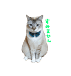 ねこすたんぷその2（個別スタンプ：4）