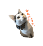 ねこすたんぷその2（個別スタンプ：5）