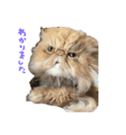 ねこすたんぷその2（個別スタンプ：7）
