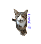 ねこすたんぷその2（個別スタンプ：11）