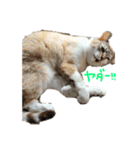 ねこすたんぷその2（個別スタンプ：14）